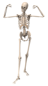 กระดูก-skeleton